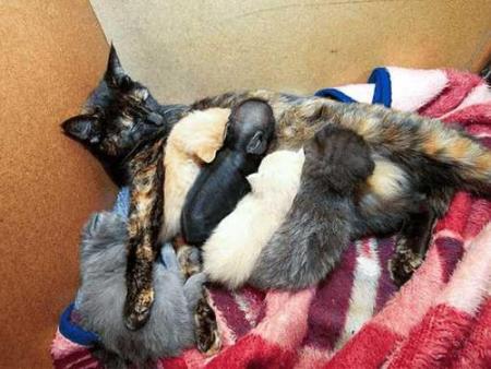 猫咪做贼偷腊肉吃狗狗站在下面望风网友: