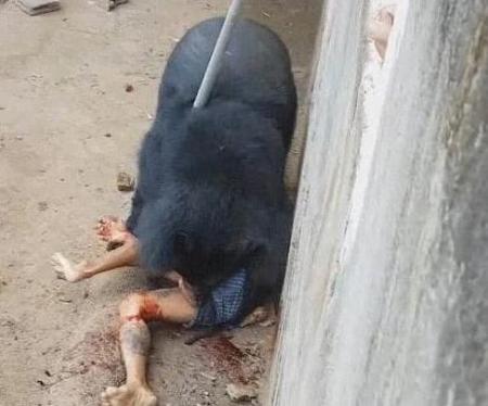 猫咪做贼偷腊肉吃狗狗站在下面望风网友: