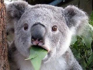 猫咪做贼偷腊肉吃狗狗站在下面望风网友: