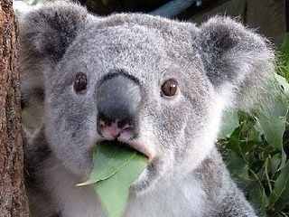 猫咪做贼偷腊肉吃狗狗站在下面望风网友: