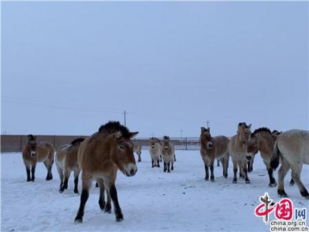 [新春走基层]探访新疆野马繁殖研究中心
