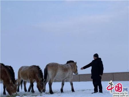 [新春走基层]探访新疆野马繁殖研究中心