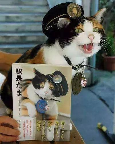 贵志站迎来新的猫站长！老站长曾拯救了整个车