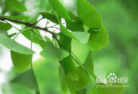 银杏叶片的功效与作用及食用方法! 互联百科 第1张  银杏叶片的功效与作用及食用方法! 互联百科 第1张