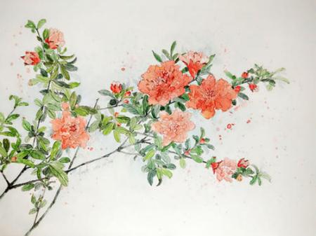 想画石榴先看石榴花长什么样？