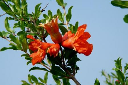 想画石榴先看石榴花长什么样？