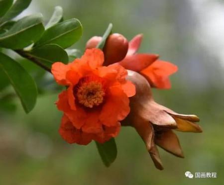 想画石榴先看石榴花长什么样？