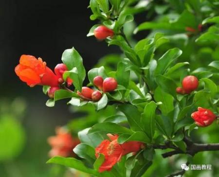 想画石榴先看石榴花长什么样？