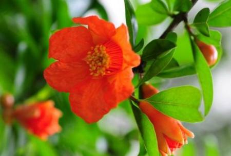 想画石榴先看石榴花长什么样？