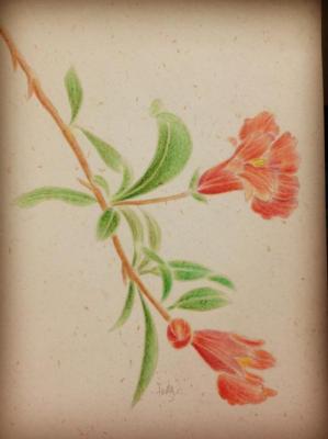 想画石榴先看石榴花长什么样？