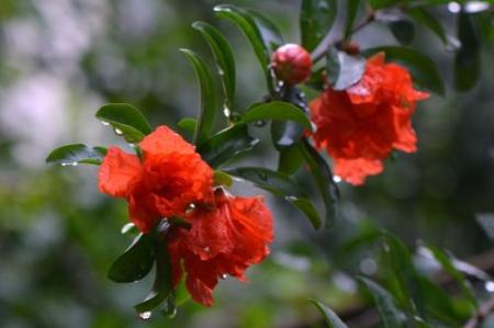 想画石榴先看石榴花长什么样？