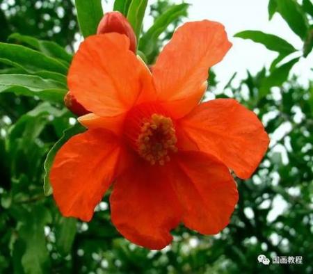 想画石榴先看石榴花长什么样？