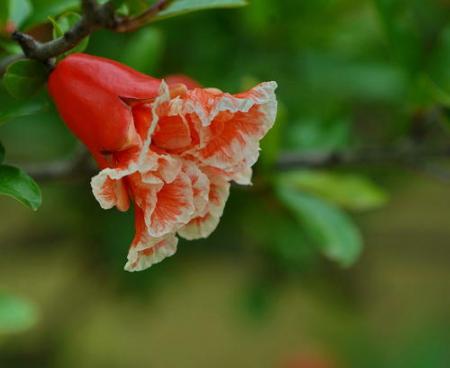 想画石榴先看石榴花长什么样？