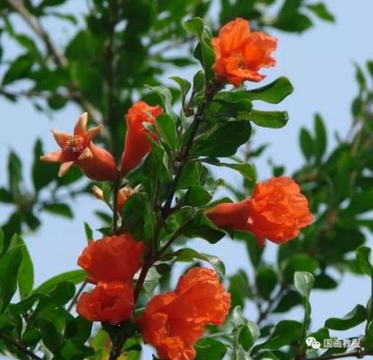 想画石榴先看石榴花长什么样？