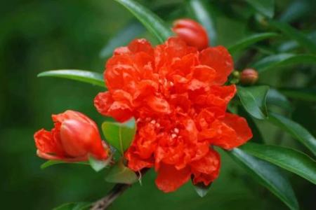 想画石榴先看石榴花长什么样？