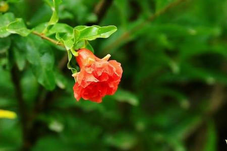 想画石榴先看石榴花长什么样？