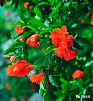 想画石榴先看石榴花长什么样？