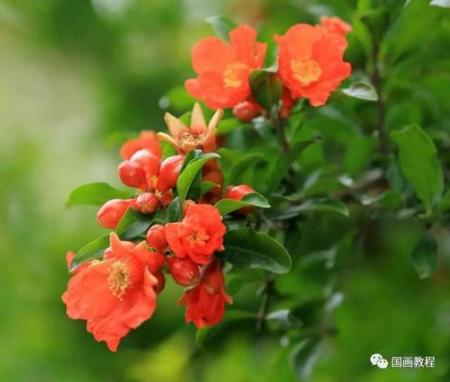 想画石榴先看石榴花长什么样？