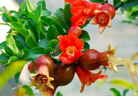 想画石榴先看石榴花长什么样？