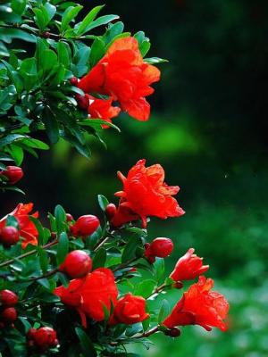 想画石榴先看石榴花长什么样？