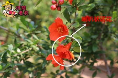 想画石榴先看石榴花长什么样？