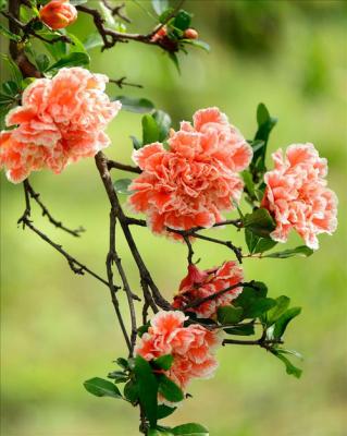 想画石榴先看石榴花长什么样？