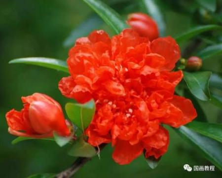 想画石榴先看石榴花长什么样？