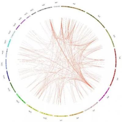云课堂（5） | Circos画图入门教程