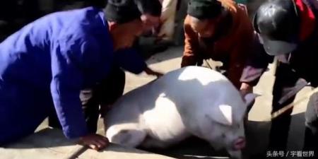 穷人怎样赚钱农村小项目推荐想赚钱的看过来! 互联百科 第2张 穷人怎样赚钱农村小项目推荐想赚钱的看过来! 互联百科 第2张