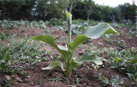 穷人怎样赚钱农村小项目推荐想赚钱的看过来! 互联百科 第1张 穷人怎样赚钱农村小项目推荐想赚钱的看过来! 互联百科 第1张