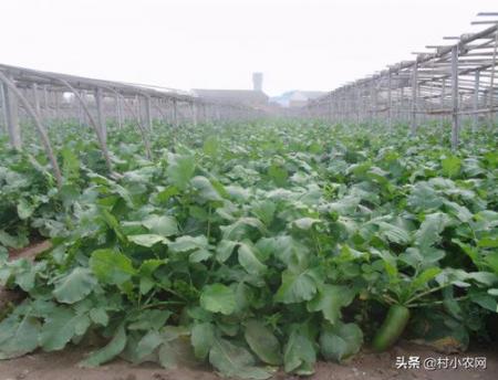  农村种什么赚钱？这几种利润超惊人 互联百科 第2张
