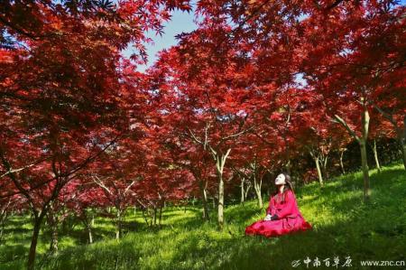 智慧景区再上新|再入中南百草原只与美景遇