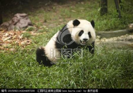 国之自信｜别拿大熊猫不当熊