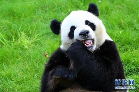 国之自信｜别拿大熊猫不当熊