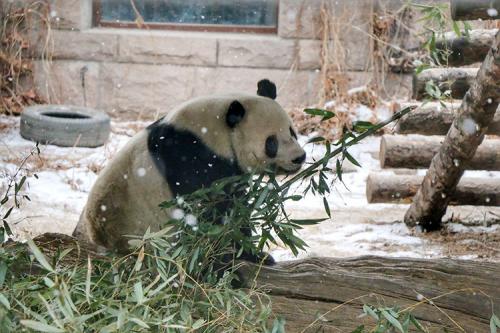 大熊猫“萌二”：让我在雪地上撒点儿野