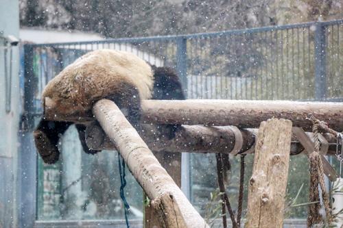 大熊猫“萌二”：让我在雪地上撒点儿野