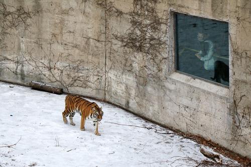 大熊猫“萌二”：让我在雪地上撒点儿野