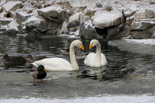 大熊猫“萌二”：让我在雪地上撒点儿野