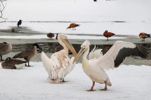 大熊猫“萌二”：让我在雪地上撒点儿野