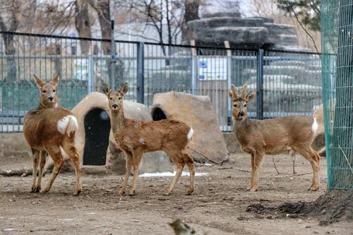 大熊猫“萌二”：让我在雪地上撒点儿野