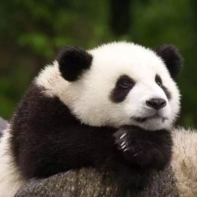 纪念大熊猫科学发现150周年 一大波“滚滚”即将