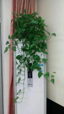 已经报废的绿萝这么做很快长出一盆新绿萝！