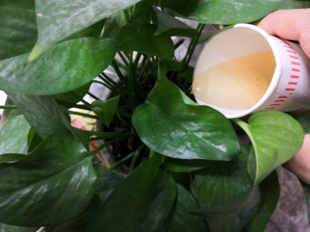 三嫂用“一种水”浇绿萝7天浇一杯绿萝四季
